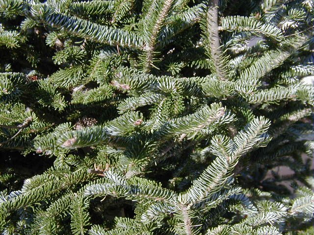 <p>common name both</p>