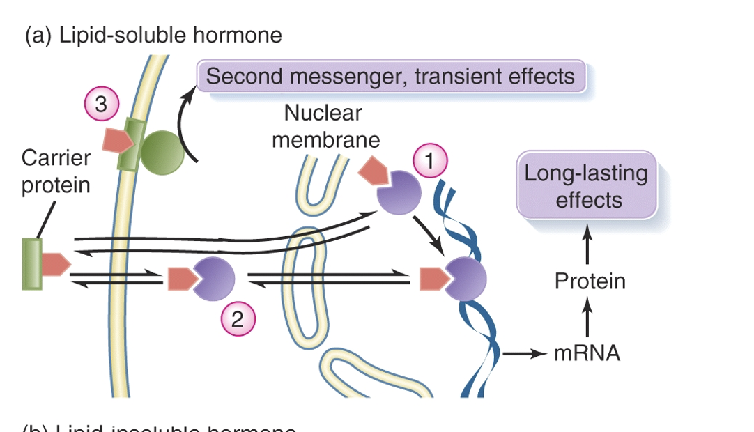 <ul><li><p>Hormones that can cross cell membranes and bind to cytoplasmic receptors, affecting gene transcription.</p></li><li><p>Will be bound to carrier proteins while in circulation that ensure the hormone gets to the target cell</p></li></ul><p></p>