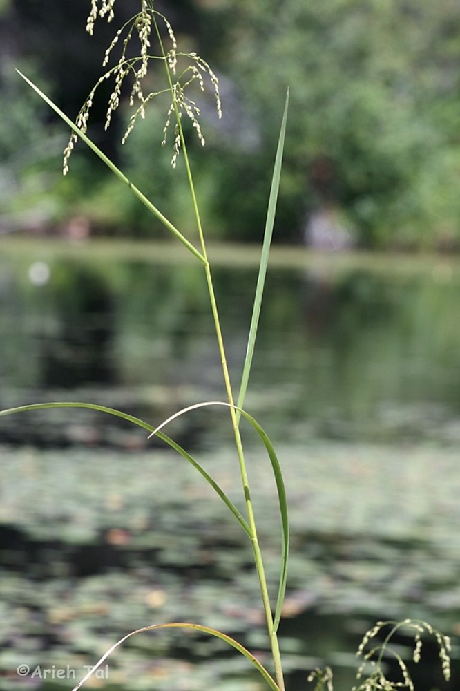 <p>Common Name:</p><p>Genus:</p>