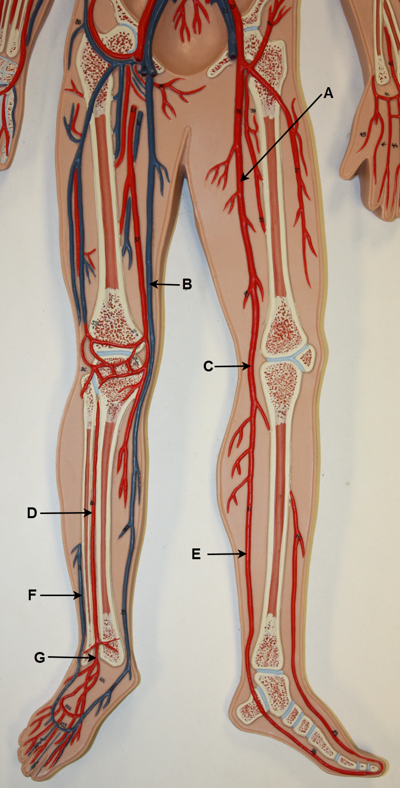 <p>In the image above, identify blood vessels A, B, C, D, E, F, and G.</p>
