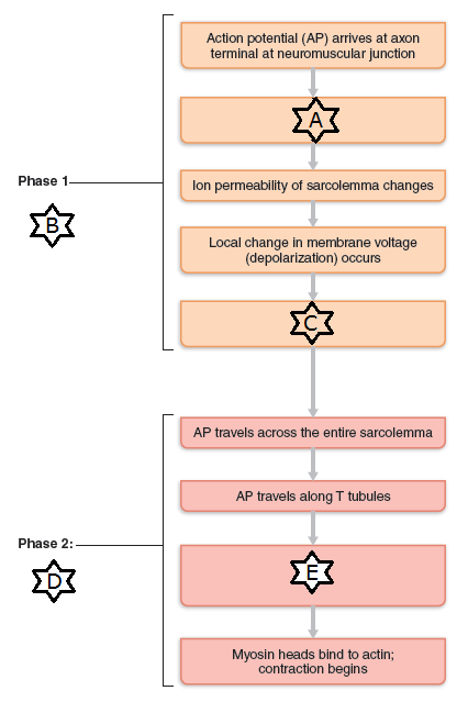 <p>Identify the step in the phases leading to muscle fiber contraction indicated by “A”</p>