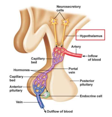 <p>connects the capillaries of the infundibulum to the capillaries of the anterior pituitary</p>