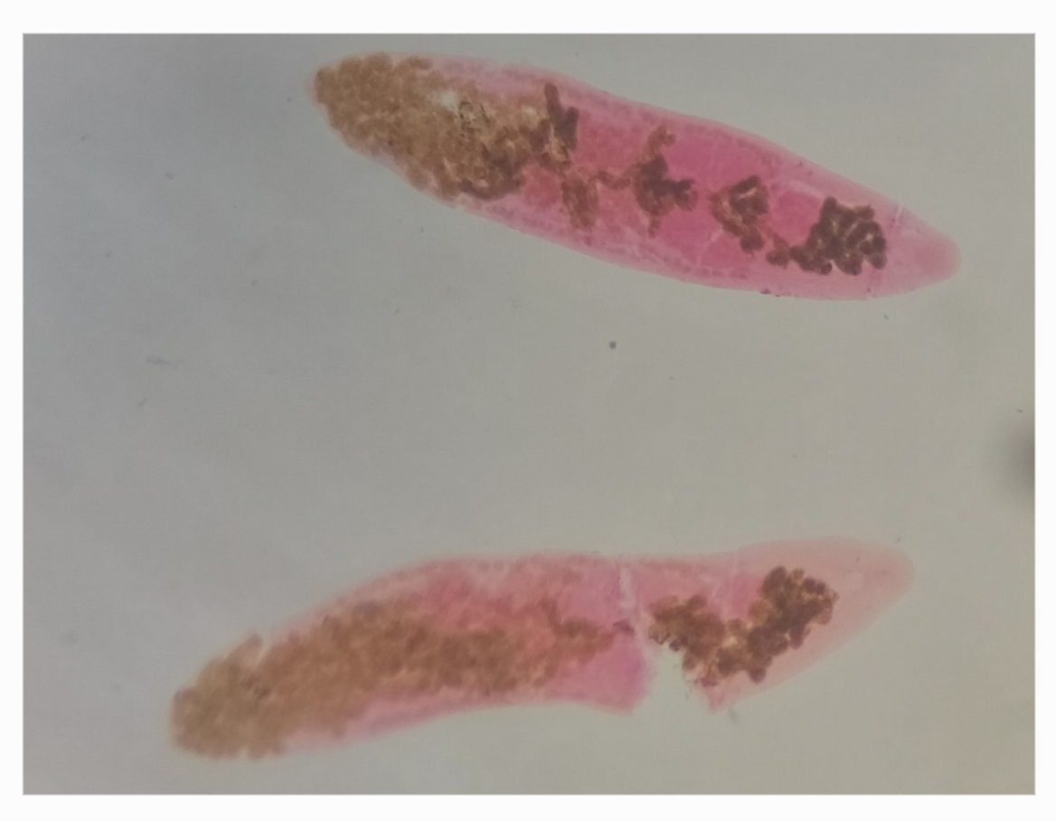 <p>Identification:</p><p>Common name:</p><p>Organ loc:</p><p>Intermediate Host:</p><p>Definitive Host:</p><p>Family:</p>