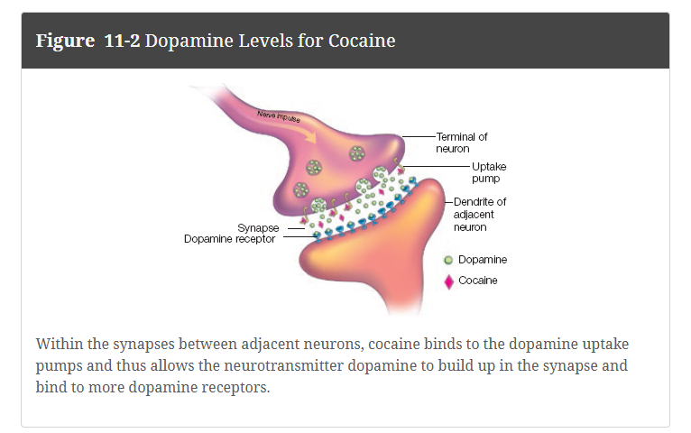<ul><li><p>A brain chemical or neurotransmitter is a messenger that links nerve cells in the brain which causes a rise of pleasurable feelings of satisfaction and euphoria.</p></li><li><p>Certain mood-altering substances and experiences—a puff of cannabis, a shot of whisky, a snort of cocaine, a big win at blackjack—trigger a rise in this brain chemical</p></li><li><p>Normally, after dopamine is released from the axon terminal of a neuron and activates dopamine receptors on the adjacent neuron, the dopamine is then transported back to its original neuron by “uptake pumps.” </p></li><li><p>Cocaine binds to the uptake pumps and prevents them from transporting dopamine back into the neuron terminal. </p></li></ul><p></p>