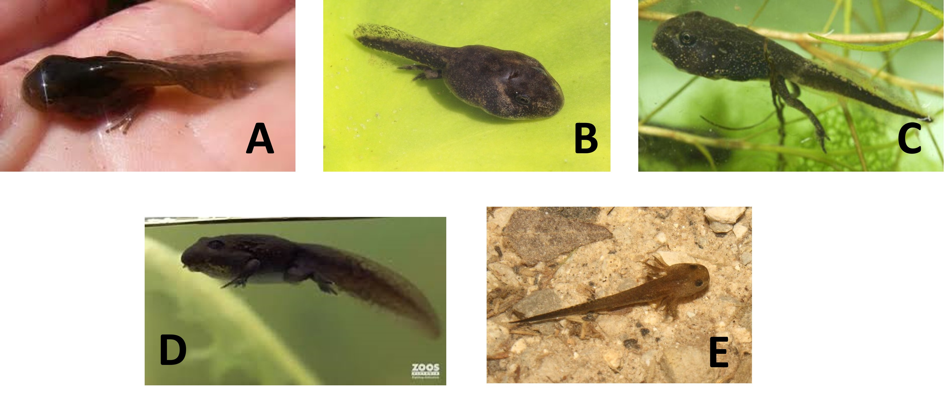 <p><span>Which of these is a </span><u>salamander</u><span> larva? </span></p>