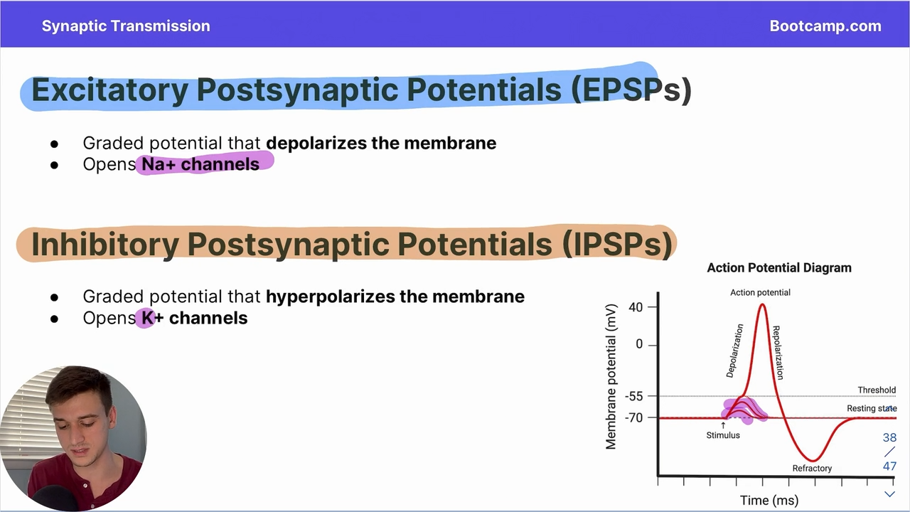 <p>graded potential that depolarizes the membrane and opens Na+ channels</p>