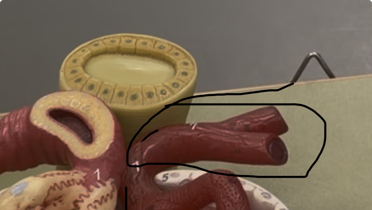 <p>Efferent arteries</p>