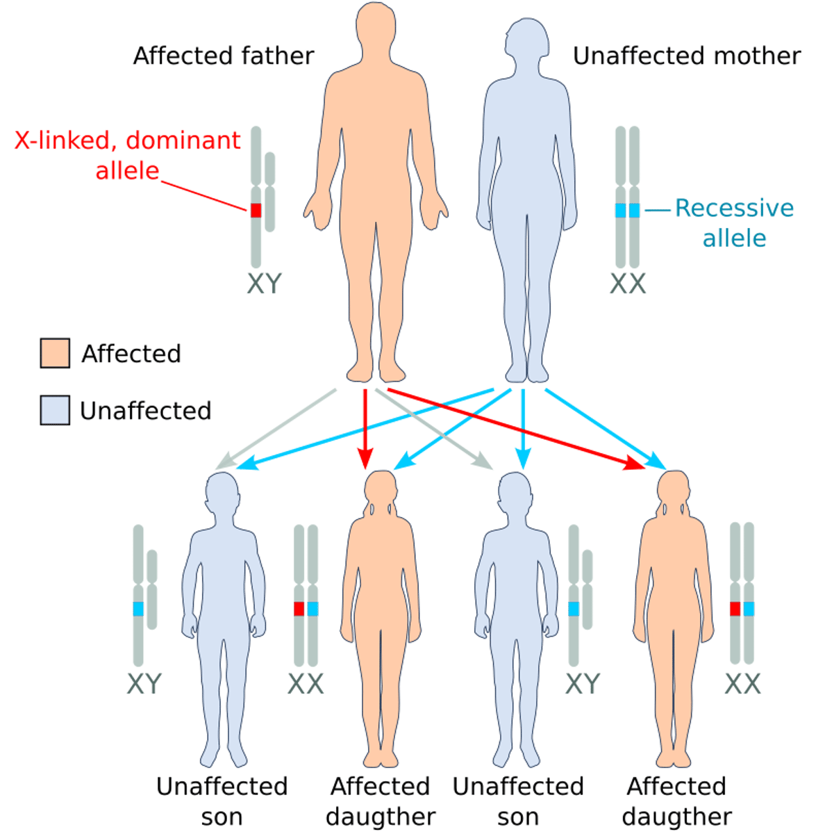 <p>sex-linked</p><p>(ex: color blindness)</p>