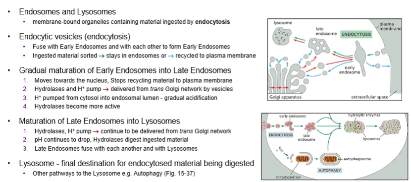 <p>Endocytic vesicles fuse w Early Endosomes and with each other. Ingested material is sorted—either stays in endosomes or recycled into plasma membrane.</p><p>Early Endosomes gradually mature into Late Endosomes.</p><ol><li><p>moves towards nucleus, stops recycling material to PM</p></li><li><p>Hydrolases and H+ pump are delivered from the <em>trans </em>Golgi network (compartment of Golgi apparatus) by vesicles.</p><ol><li><p>H+ acidifies endosomal lumen</p></li><li><p>hydrolases become more active</p></li></ol></li><li><p>Late Endosomes mature into Lysosomes</p><ol><li><p>H+ pumps and Hydrolases continue to be delivered from the Golgi, so pH continues to drop and Hydrolases digest ingested material</p></li><li><p>Late Endosomes fuse with each other and with lysosomes</p></li></ol></li><li><p>lysosome = final destination for endocytosed material being digested</p></li></ol><p></p>