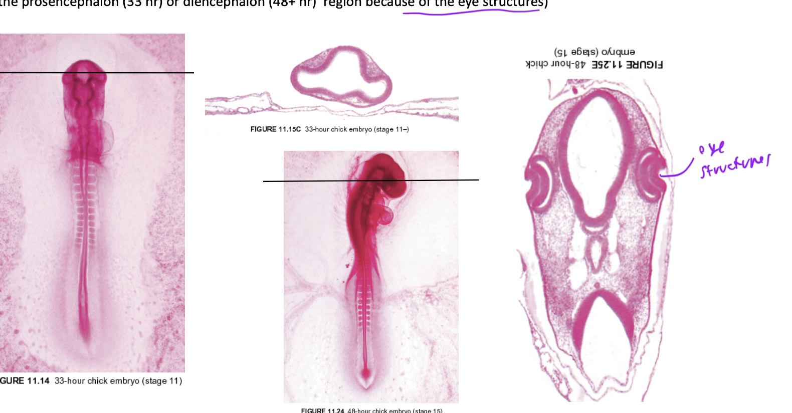 <p>prosencephalon when at 33hrs</p><p>diencephalon at 48+ hrs</p>
