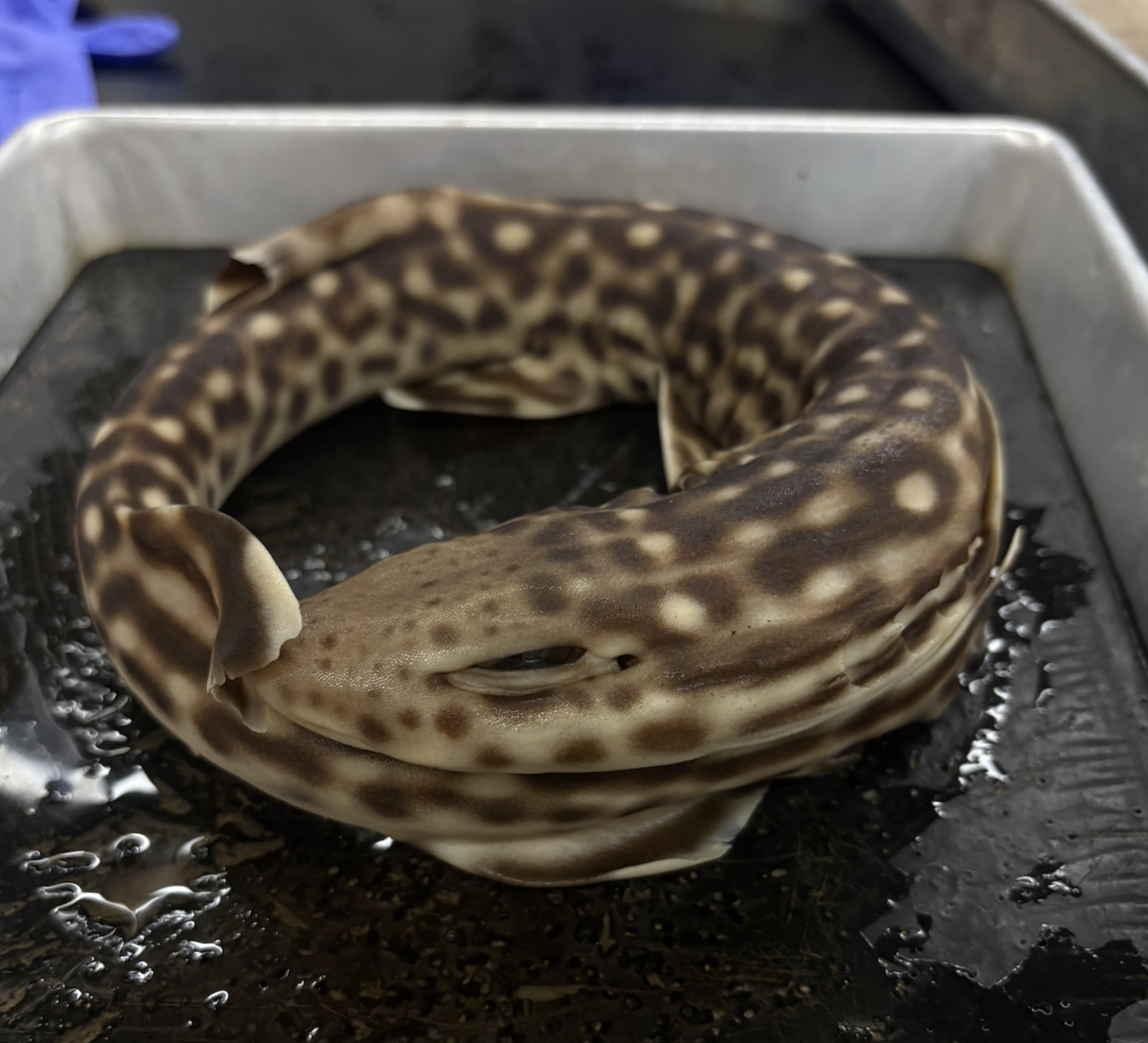 <p>Bamboo Shark</p><div data-type="horizontalRule"><hr></div><p>Selachimorpha </p><div data-type="horizontalRule"><hr></div><p>***One of the 5 on exam FOR SURE</p>