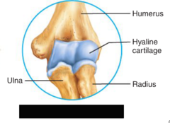 <p>Uniaxial Joint</p>
