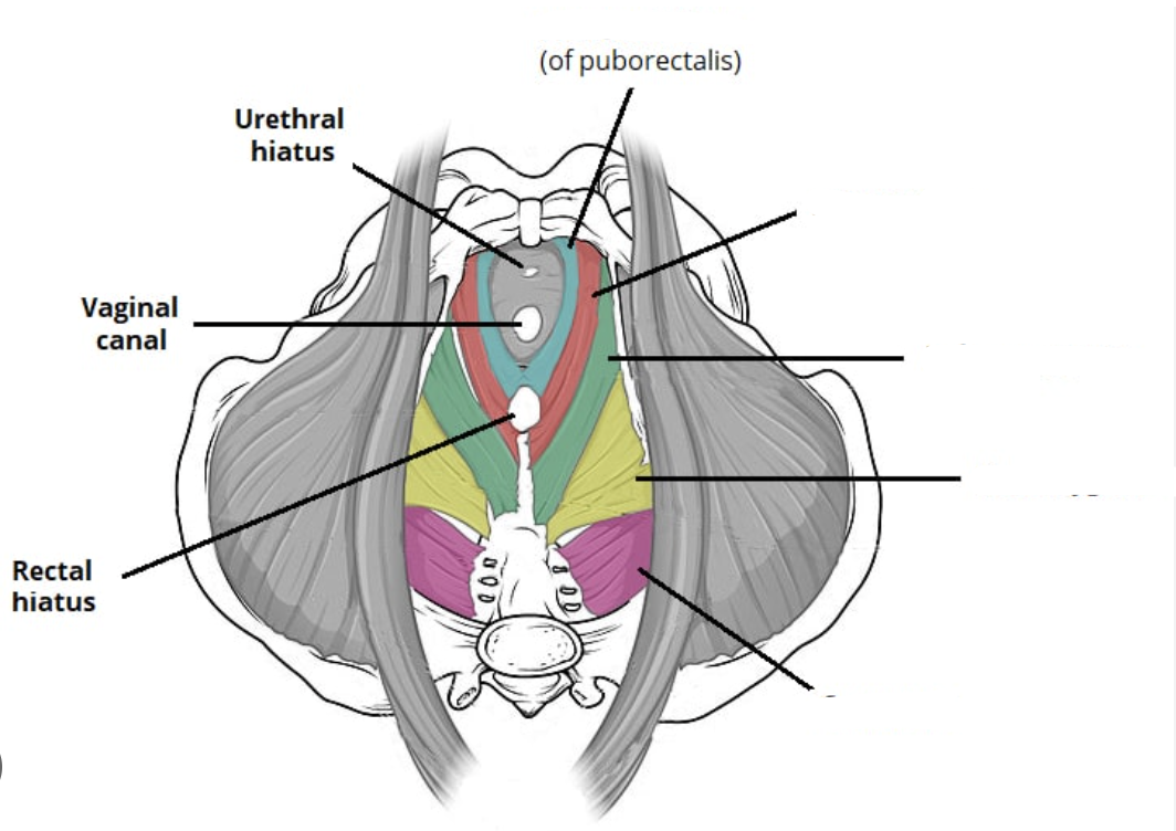 <p>Fill in the blanks using this word bank:</p><p>pubococcygeus</p><p>puborectalis</p><p>iliococcygeus</p><p>coccygeus</p>