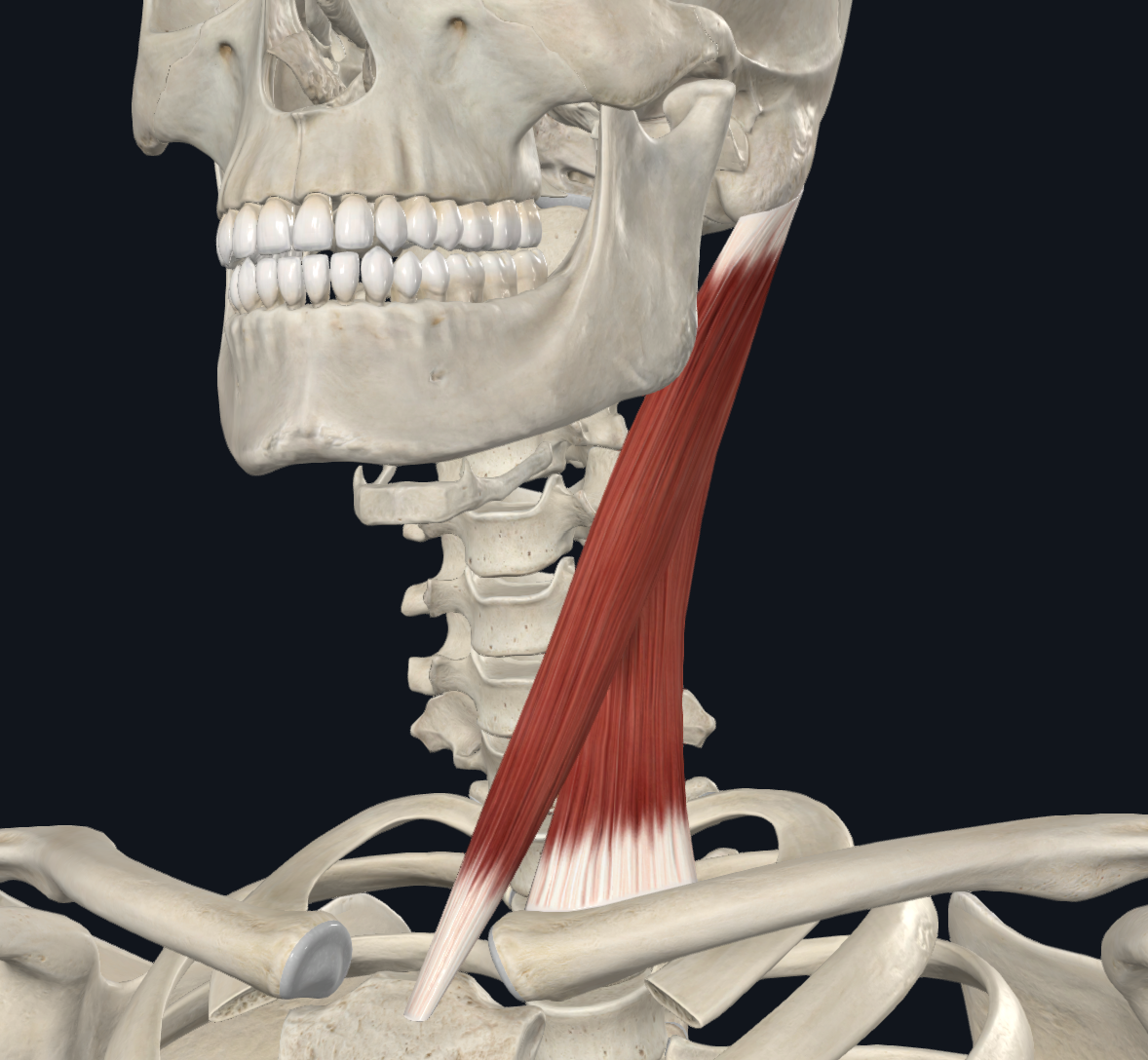 <ul><li><p>lateral surface of mastoid process </p></li><li><p>lateral half of superior nuchal line</p></li></ul><p>TO</p><ul><li><p>anterior surface of manubrium of sternum (sternal head)</p></li><li><p>superior surface of medial third of clavicle (clavicular head)</p></li></ul><p></p>