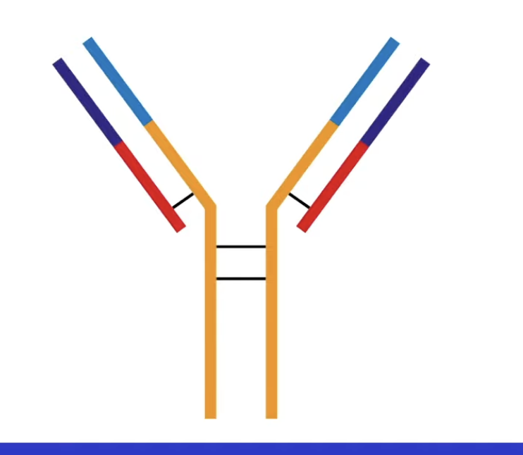 <p>where do the antigen bind to?</p>