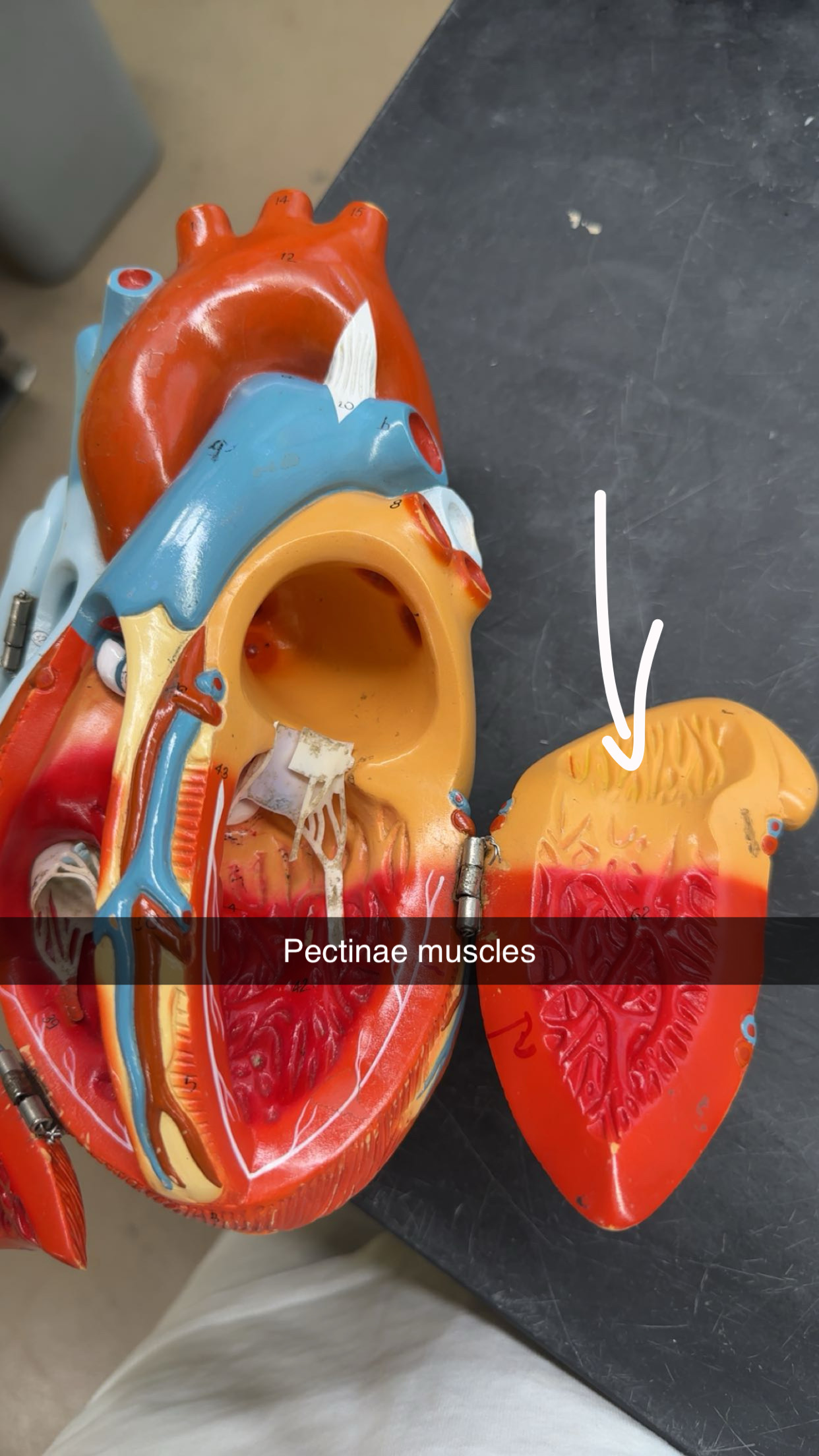 knowt flashcard image