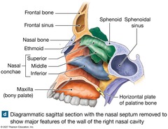 <p>Contains the upper teeth and forms part of the bony palate.</p>