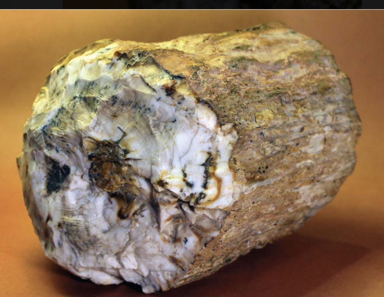 <p>chert that forms when silica-rich sediment, such as ash from a volcanic eruption, buries trees where the silica dissolves in groundwater and then later precipitates as microcrystalline quartz within wood, gradually replacing the wood’s cellulose</p><ul><li><p>chert deposit retains the shape of the wood cells and the growth rings within it</p></li></ul><p></p>