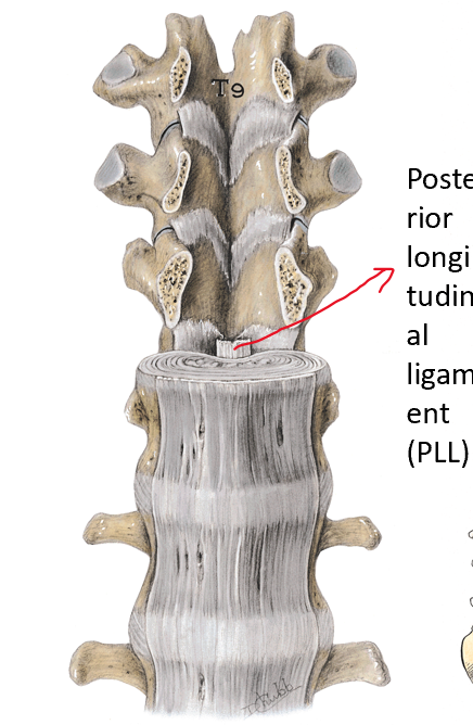<ul><li><p>connects anterior aspects of vertebral bodies and discs</p></li><li><p>prevent hyperextension of the spine</p></li><li><p>strong and broad</p></li></ul><p></p>