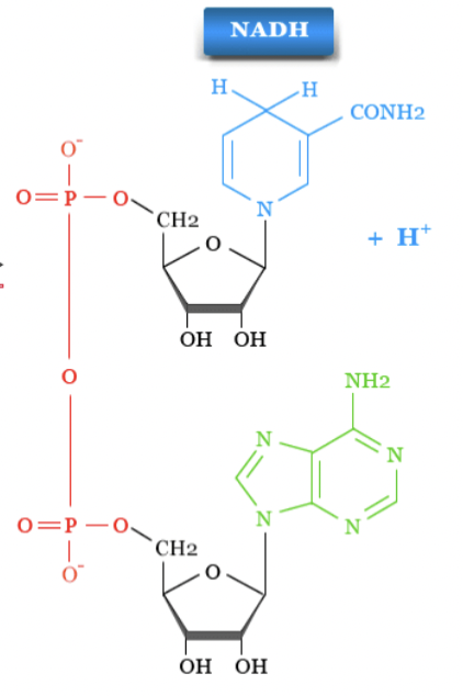 <p>has 2 electron (H and H sticking out of nicotinamide ring) and +H (proton)</p>