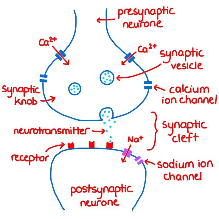 <ul><li><p>synaptic knob = lots of mitochondria + SER to produce NT</p></li><li><p>synaptic vesicles = contain NT - fuses with presynaptic membrane, allowing NT to be released into synaptic cleft via exocytosis</p></li></ul><p></p>