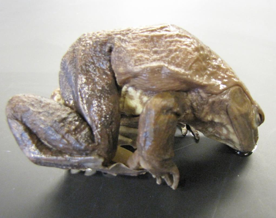 <p>Common name, Family, Scientific Name?</p>