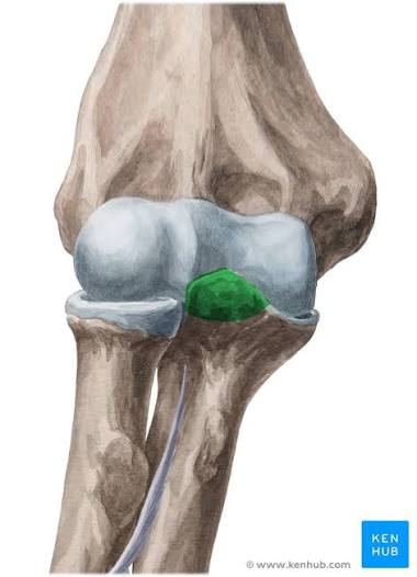 <p>Coronoid process of the ulna</p>