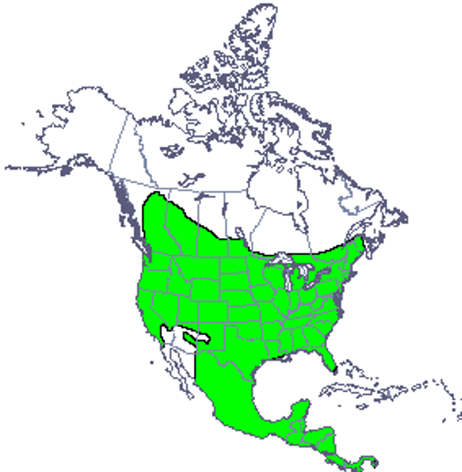 <p>Long-tailed weasel</p><p>rodents, birds, eggs</p><p>forested brush or open areas</p><p>kills in surplus</p>