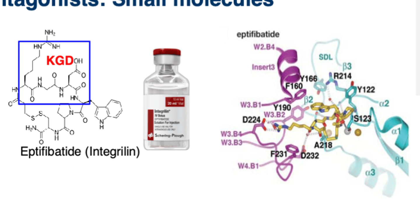 <p>• Antiplatelet</p><p>• MOA: Prevents the binding of binding and von Willebrand factor to the GPIIb/IIIa receptor to, in turn, prevent platelet aggregation; contains a KGD motif (prevents fibrinogen's RGD from binding) and is a cyclic heptapeptide composed of 7 AAs (reversible)</p><p>• Absorption: IV bolus, continuous infusion</p><p>• Metabolism: No metabolites</p><p>• Excretion: Urine and renal clearance; d; Decrease dose is CrCL < 50 mL/min **needs renal dose adjustment**</p><p>• T1/2: 2.5 hrs</p><p>• Monitoring: aPTT, activated clotting tie, platelets, SCr, signs/symptoms of bleeding </p><p>• Indication: ACS </p>