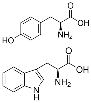 <ol><li><p>Tyrosine</p></li><li><p>Tryptophan</p></li></ol><p></p>