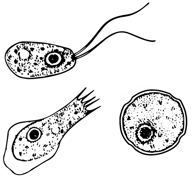 <p>what species</p>