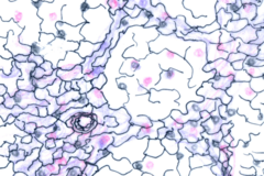 <p>Fibers made of collagen fibers that are very thin and branched. Forma tightly woven fabric that joins connective tissue to adjacent tissues.</p>