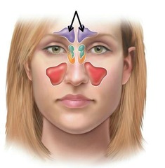 <p>located above each eye</p>