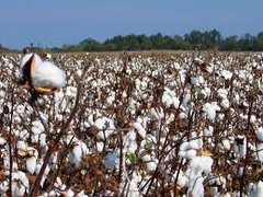 <p>a crop produced for its commercial value rather than for use by the grower.</p>
