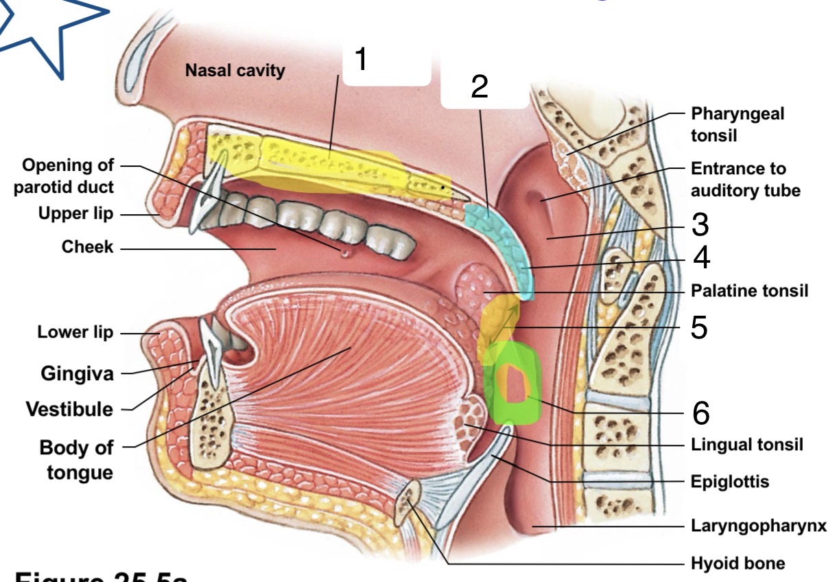 <p>Identify the structures of the Oral Cavity</p>