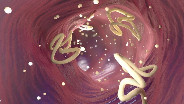 <p><strong>Endoparasiet</strong></p>