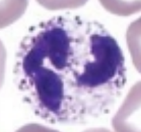 <p>what is it (Staining Blood Smears)</p>