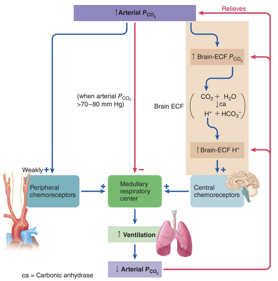 <ul><li><p>Located in the <strong>medulla (brainstem)</strong>.</p></li><li><p>Detect <strong>↑ PaCO₂</strong> indirectly through <strong>↑ H⁺ in the CSF</strong>.</p></li><li><p>When CO₂ rises → ventilation increases through the central chemoreceptors (detected through the low pH).</p></li></ul><p></p><p>Main regulator of normal breathing.</p>