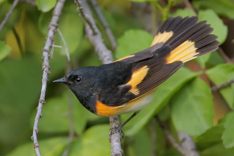 <p>American Redstart </p>