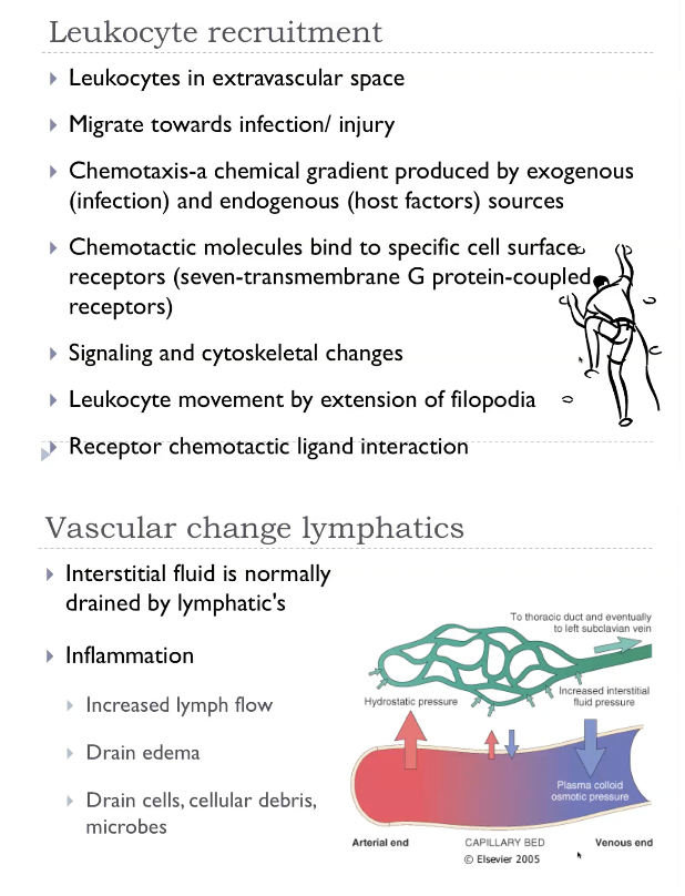 <ul><li><p><span><strong>Margination</strong>:</span></p></li></ul><ol type="a"><li><p><span>Slowed blood flow-stasis.</span></p></li><li><p><span>Leukocytes are pushed to the 'margins' of the blood vessels.</span></p></li><li><p><span>Tumble along the endothelial surface - 'rolling'</span></p></li></ol><ul><li><p><span><strong>Rolling</strong></span></p></li></ul><ol type="a"><li><p><span>Weak transient adhesion.</span></p></li><li><p><span>Reduces rolling velocity.</span></p></li><li><p><span>Mediated by selectins (bind sugars)</span></p></li><li><p><span>Sialylated oligosaccharides expressed on glycoproteins.</span></p><ol type="i"><li><p><span>Low expression levels or absent normal endothelium.</span></p></li><li><p><span>Upregulated by chemical mediators in response to infection or tissue injury.</span></p></li></ol></li></ol><ul><li><p><strong>Adhesion</strong></p></li></ul><ol type="a"><li><p><span>Mediated by integrins</span></p><ol type="i"><li><p><span>Expressed on leukocyte plasma membrane.</span></p></li><li><p><span>Low affinity until activated by chemokines.</span></p></li><li><p><span>Leukocyte activation -> clustering of integrins -> high affinity.</span></p></li></ol></li><li><p><span>Inflammatory cytokines stimulate endothelial cell expression of integrin ligands (I-CAM, V-CAM)</span></p></li><li><p><span>Stable attachement of leukocytes to endothelial cells at the site of inflammation.</span></p></li></ol><ul><li><p><strong>Transmigration</strong></p></li></ul><ol type="a"><li><p><span>Transmigration of diapedesis-movement of leukocytes between cells at the intercellular junctions.</span></p></li><li><p><span>In response to chemical gradient produced at the site of inflammation.</span></p></li><li><p><span>Postcapillary venule.</span></p></li></ol><ul><li><p><strong>Migration / chemotaxis</strong></p></li></ul><p></p>