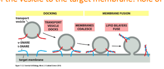 <p>fusion: the vescivle fuse w/ the target membrane and cargo protein is delivedto the interior of the organelle or secreted if at the plasma membrane. fusion of membranes is energetically unfavourable. fusion occurs when v-snares and t-snares wrap tightly around each other, whinching the vesicles closer to the membrane such tha two membranes are close enough for their lipids to intermix</p>