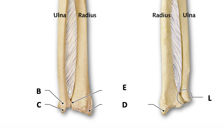 <p>Identify structure C</p>