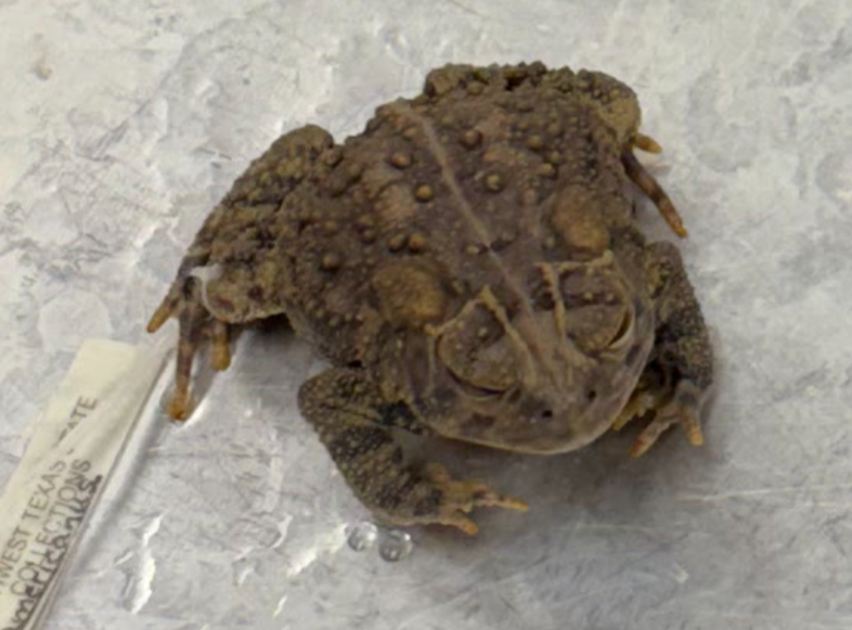 <p><span style="background-color: transparent;">Bufo americanus</span></p>