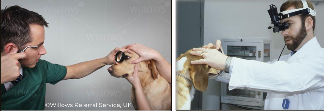 <p>What type of ophthalmoscopy is this?</p>