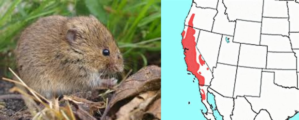 <p>Order: Rodentia</p><p>Family: Cricetidae</p><p>Genus species: <u>Microtus californicus</u></p><p>Common name: California vole</p><p>Habitat: chaparral woodland shrubland</p><p>Management issues: conflict with crop production, but important prey</p>