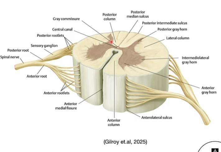 <p>peripherally, centrally</p>