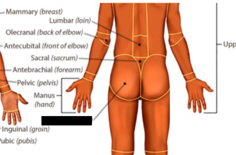 <p>what anatomical region is this?</p>