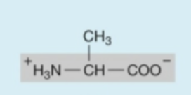 <p><strong>Hydrophobic</strong> (<strong>nonpolar</strong>) amino acids</p>