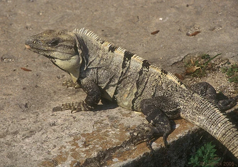 <ul><li><p>diapsid</p></li><li><p>likely from Archosauria</p></li><li><p>appeared early Mesozoic</p></li><li><p>Squamata: most derived</p><ul><li><p>squamous: “scaly/shingled”</p></li></ul></li></ul><p></p>