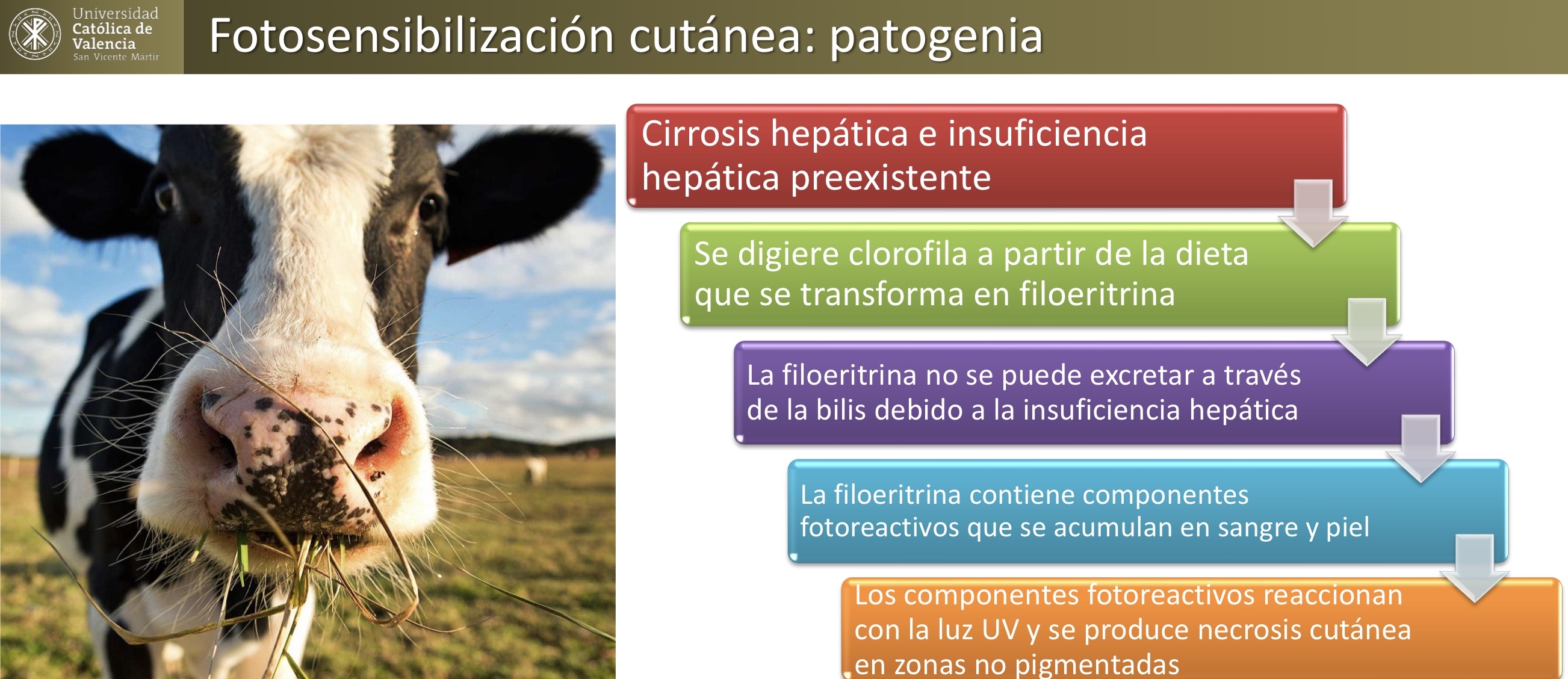 <p>HEPATOBILIAR: Fotosensibilizacion cutánea </p>